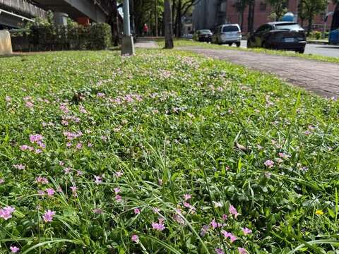 花めぐり 内湖で楽しむ「4月の雪景色」