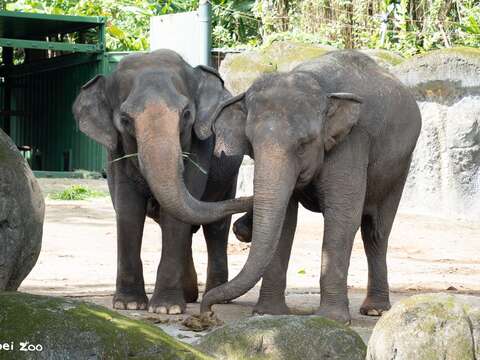 Getting to Know Each Other by Scent: Taipei Zoo's 