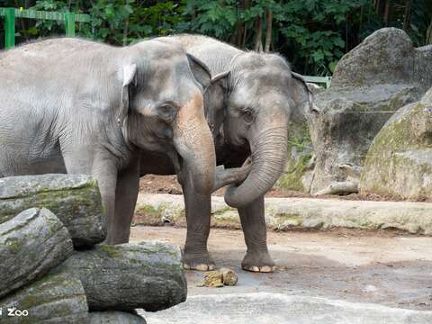 Getting to Know Each Other by Scent: Taipei Zoo's 