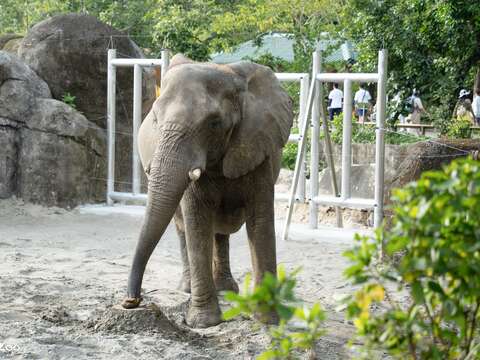 Getting to Know Each Other by Scent: Taipei Zoo's 