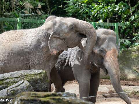 Getting to Know Each Other by Scent: Taipei Zoo's 
