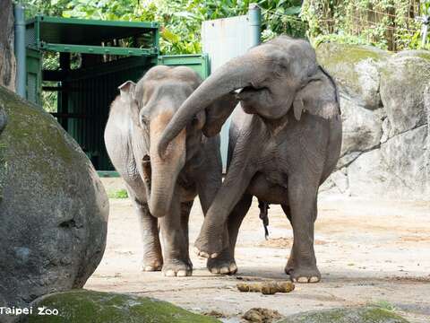 Getting to Know Each Other by Scent: Taipei Zoo's 