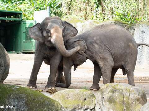 Getting to Know Each Other by Scent: Taipei Zoo's 