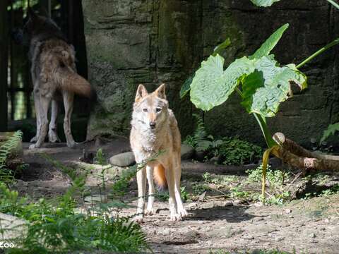 灰狼蘿拉年近17歲，2011年從莫斯科動物園來到臺北市立動物園（圖片來源：臺北市立動物園）