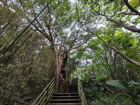 木棧道-大樹(圖片來源:臺北市政府工務局大地工程處)