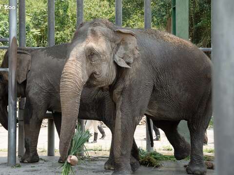 亞洲象「友愷」抵達非洲動物區後和「友信」會合,不時鳴叫、觸碰象鼻溝通。(圖片來源:臺北市立動物園)