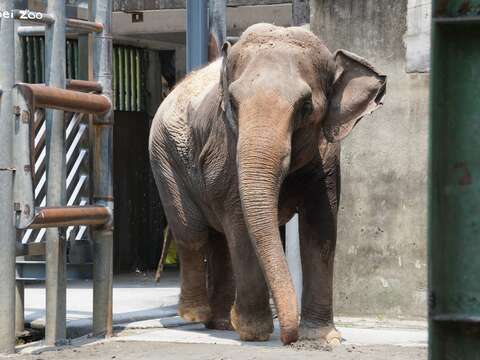 先抵達非洲動物區後的亞洲象「友信」遲疑了一下才走出貨櫃。(圖片來源:臺北市立動物園)