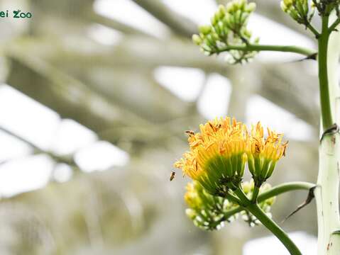本物の巨大な花茎「リュウゼツラン」が華やかに開花中