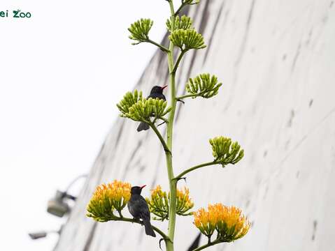本物の巨大な花茎「リュウゼツラン」が華やかに開花中