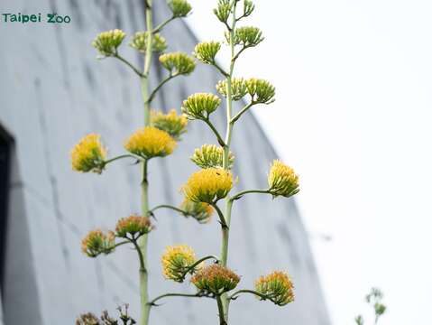 本物の巨大な花茎「リュウゼツラン」が華やかに開花中