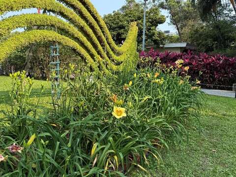 土林官邸盛開繽紛的金針花(圖片來源:臺北市政府工務局公園路燈工程管理處)