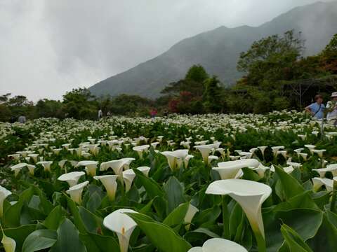 竹子湖海芋風景-吸引遊客前來參觀（圖片來源：臺北市政府產業發展局）
