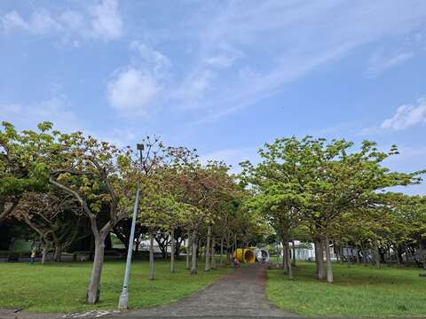 掌葉蘋婆以挺拔的樹幹與良好的遮蔽效果著稱，是臺灣各縣市公園與行道間常見的一株綠意。（圖片來源：臺北市政府工務局公園路燈工程管理處）