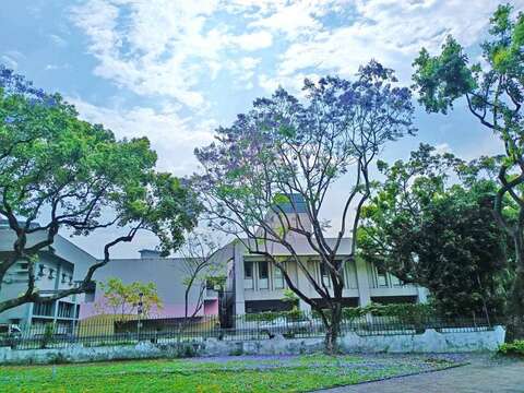 天母浪漫亭藍花楹盛開美景-冷色調（圖片來源：臺北市政府工務局公園路燈工程管理處）