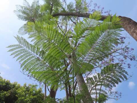 藍花楹的羽狀複葉宛如藍孔雀尾羽。（圖片來源：臺北市政府工務局公園路燈工程管理處）