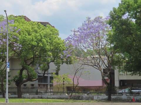 天母浪漫亭藍花楹盛開美景。（圖片來源：臺北市政府工務局公園路燈工程管理處）