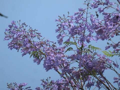 天母浪漫亭藍花楹蟲鳥訪花。（圖片來源：臺北市政府工務局公園路燈工程管理處）