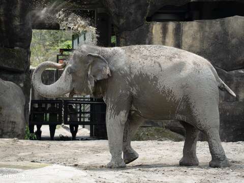亞洲象友信吸起泥漿噴灑背部。（圖片來源：臺北市立動物園）