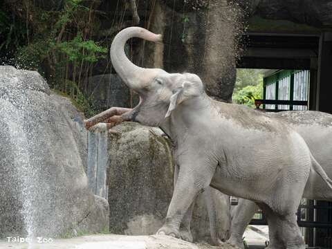 亞洲象們首次到非洲動物區戶外活動，就捲起沙土往身上灑。（圖片來源：臺北市立動物園）