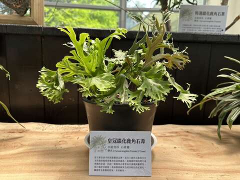 「皇冠級化鹿角石蕨」結合了鹿角石蕨的多分叉特性，葉端像華麗的皇冠，有雕塑之美（圖片來源：臺北市政府工務局公園路燈工程管理處）