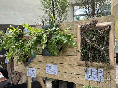將生命力旺盛的石松、石蕨或樹蕨，仿效原生態生長習性，讓羽葉或氣生根自然垂落於碳化板上，呈現「立體山水」的栽培美學（圖片來源：臺北市政府工務局公園路燈工程管理處）