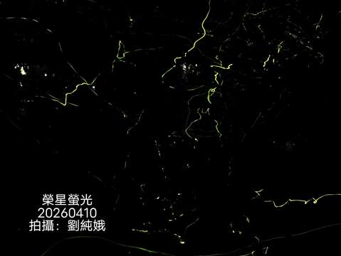 賞螢季開跑前，志工團隊就已經入池拍攝第一手生態池螢況。（圖片來源：臺北市政府工務局公園路燈工程管理處）