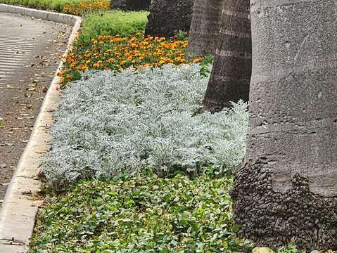 花彩層層相接，沿線延伸成一段不間斷的綠意律動（圖片來源：臺北市政府工務局公園路燈工程管理處）