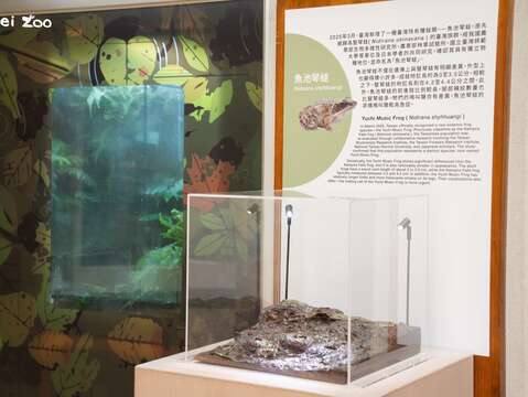到動物園兩棲爬蟲動物館參觀，說不定還有機會聽到魚池琴蛙登登登登登如同撥動琴弦般的特殊蛙鳴！（圖片來源：臺北市立動物園）