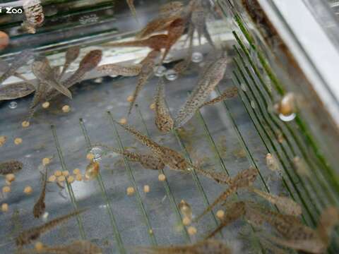 臺北市立動物園參與農業部林業及自然保育署瀕危動物保育行動計畫，與生物多樣性研究所合作執行移地復育，將野外乾涸棲地的蝌蚪帶回園內照養。（圖片來源：臺北市立動物園）