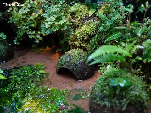照養團隊為此特別配置了潮濕、鬆軟且具黏性的土壤，搭配植栽提供多層次的空間，設置自動灑水系統維持濕度，並巧妙運用椰子殼倒扣作為遮蔽環境。（圖片來源：臺北市立動物園）