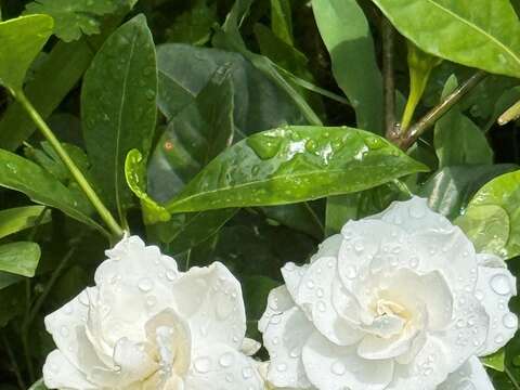 Summer Fragrance in Taipei: Gardenias Bloom at Yua