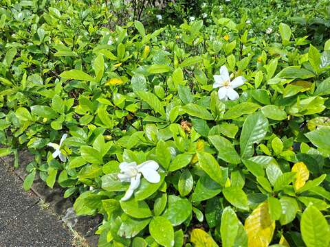 Summer Fragrance in Taipei: Gardenias Bloom at Yua