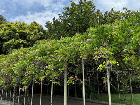 Summer Fragrance in Taipei: Gardenias Bloom at Yua