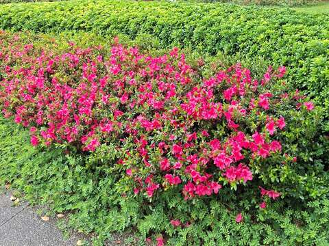 Summer Fragrance in Taipei: Gardenias Bloom at Yua
