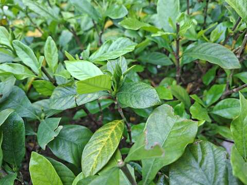 Summer Fragrance in Taipei: Gardenias Bloom at Yua