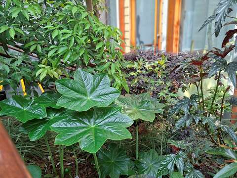 八角蓮位於溫帶植物區。(圖片來源:臺北市政府工務局公園路燈工程管理處)