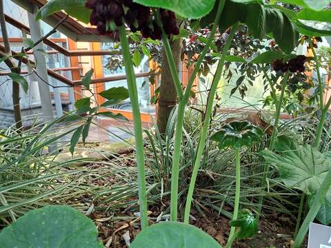 (圖片來源:臺北市政府工務局公園路燈工程管理處)