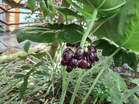 八角蓮的花瓣6至9枚。(圖片來源:臺北市政府工務局公園路燈工程管理處)