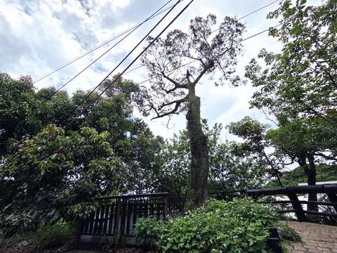 許願樹（圖片來源：臺北市政府工務局大地工程處）