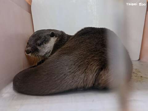 臺北市立動物園加入歐洲動物園暨水族館協會，參與全球性的域外保育計畫。（圖片來源：獸醫室提供）