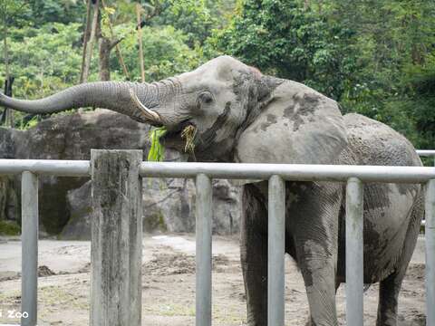 Elephants Go to School: Zookeeper Talks on Animal