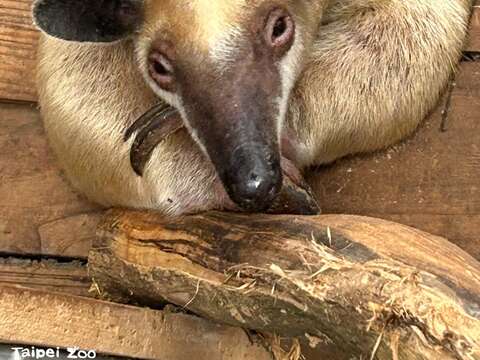 小食蟻獸黑妞喜歡躲在洞裡休息。（圖片來源：臺北市立動物園）