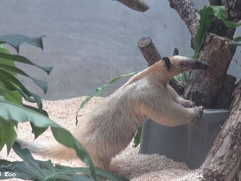 小食蟻獸黑妞是一隻近11歲又10個月大的雌性小食蟻獸，外觀特徵體長約50-60公分。（圖片來源：臺北市立動物園）