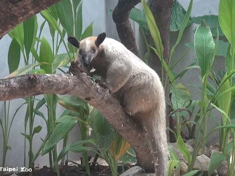 小食蟻獸黑妞不假外出，動物園籲請協尋。（圖片來源：臺北市立動物園）
