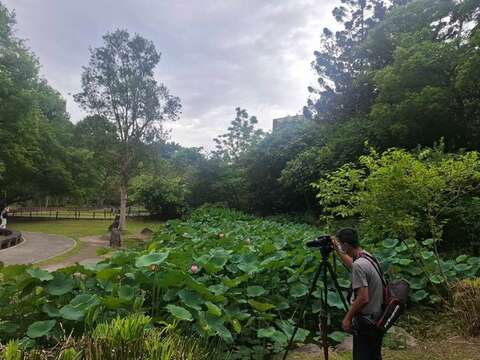 夏荷帶來一片欣欣向榮及嶄新風貌,並吸引民眾前往賞花拍照（圖片來源：臺北市政府工務局公園路燈工程管理處）
