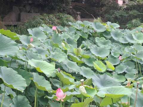 荷葉田田美景（圖片來源：臺北市政府工務局公園路燈工程管理處）