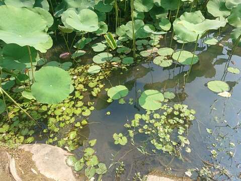 荷花池補植水生植物（圖片來源：臺北市政府工務局公園路燈工程管理處）