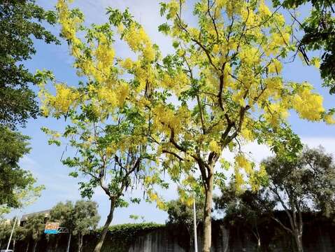 上塔悠及下塔悠公園花串隨風搖曳,金黃色花海沿著道路綿延（圖片來源：臺北市政府工務局公園路燈工程管理處）