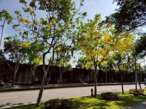 阿勃勒沿著道路盛開（圖片來源：臺北市政府工務局公園路燈工程管理處）