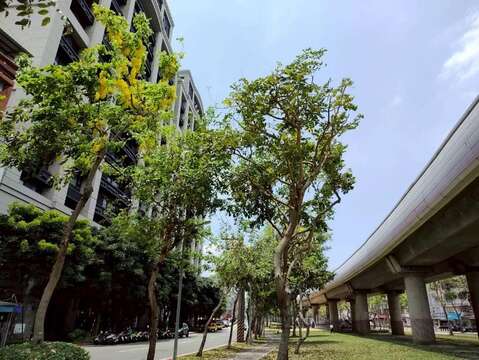 線形公園滿樹金黃與遍地花影交織而成的夏日風景（圖片來源：臺北市政府工務局公園路燈工程管理處）